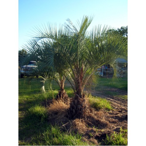 Tampa Bay Florida Wholesale Palm Trees Supplier